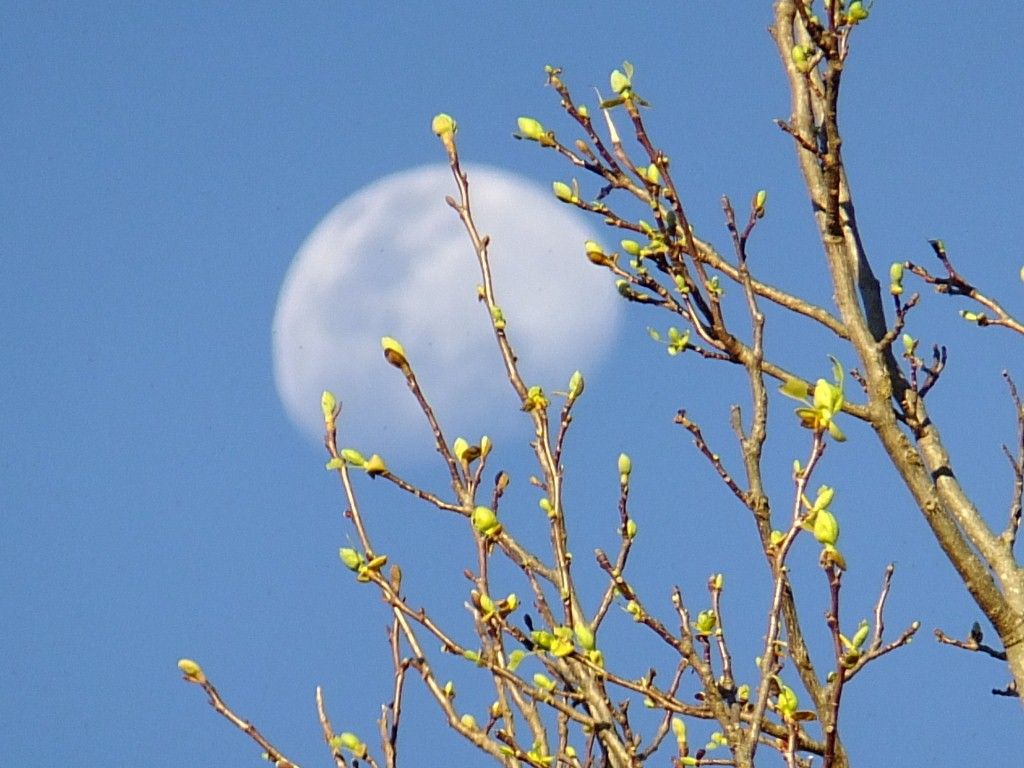 budding-tree