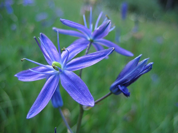 Blue Camas