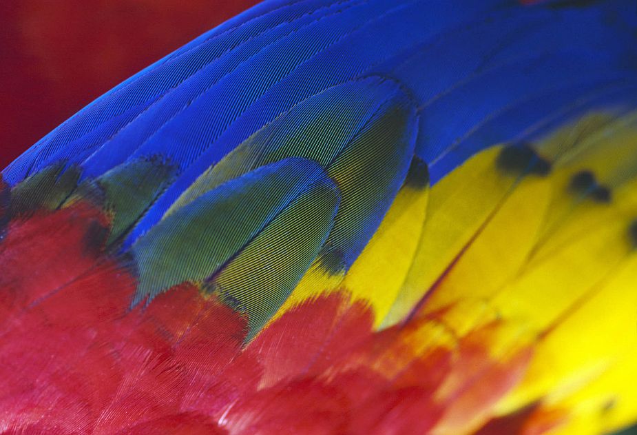 multi-coloured-feathers