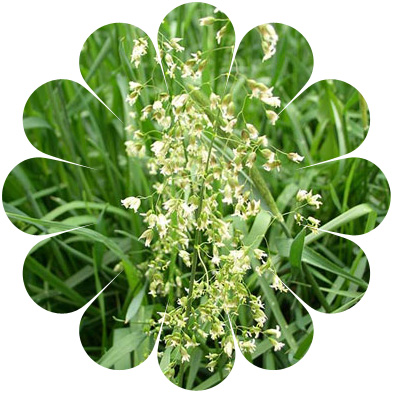 sweetgrass_flower