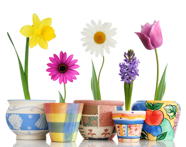 Spring Flowers in Pots