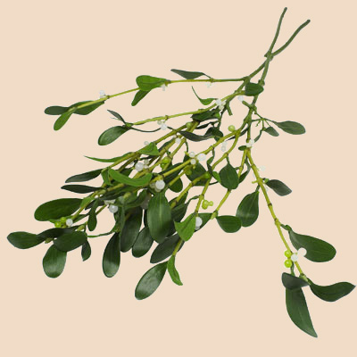 mistletoe