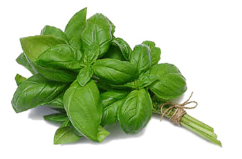 basil