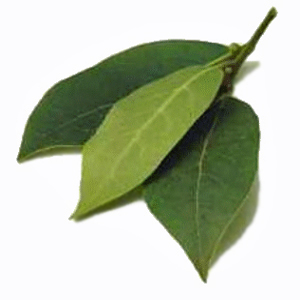 bay_leaf