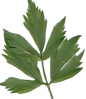 lovage