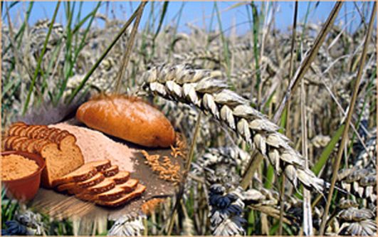 Lammas lammas