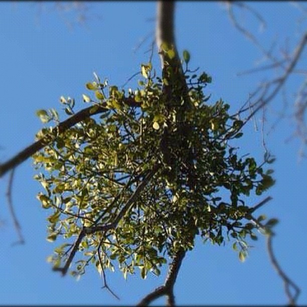 Mistletoe Growing in an Oak Tree