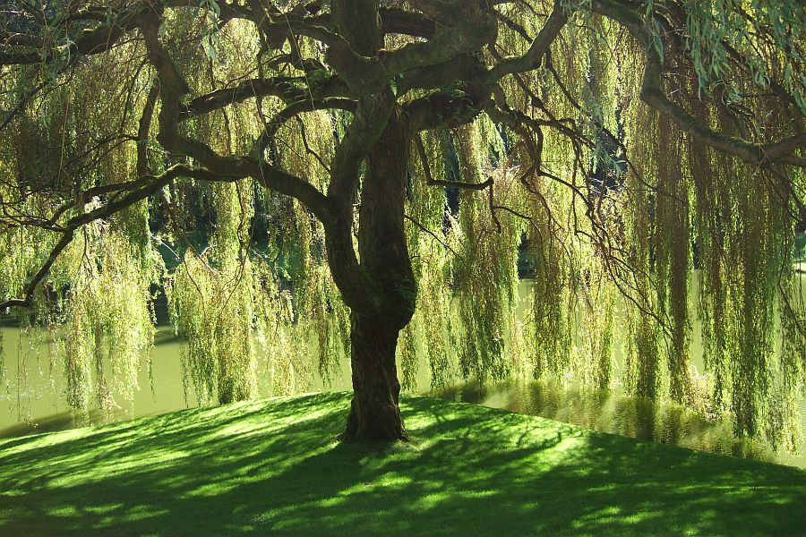 weeping-willow