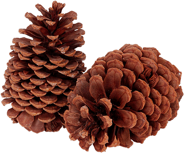 pinecones