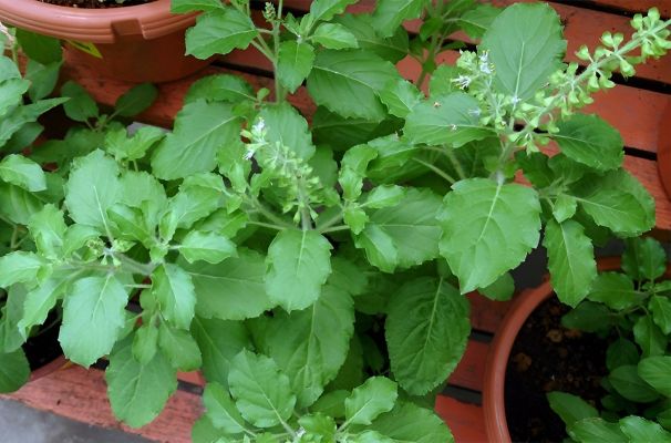 Holy Basil: An Incomparable Remedy For Stress Relief