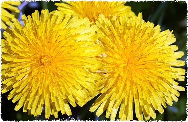 Dandelion Dandelion