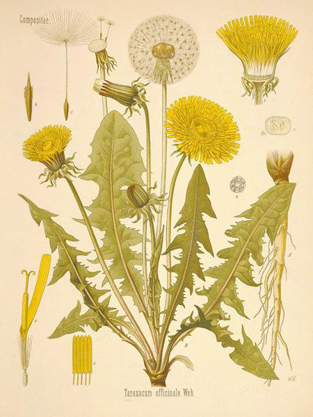 Dandelion Features dandelion_parts