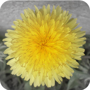 dandelion plants