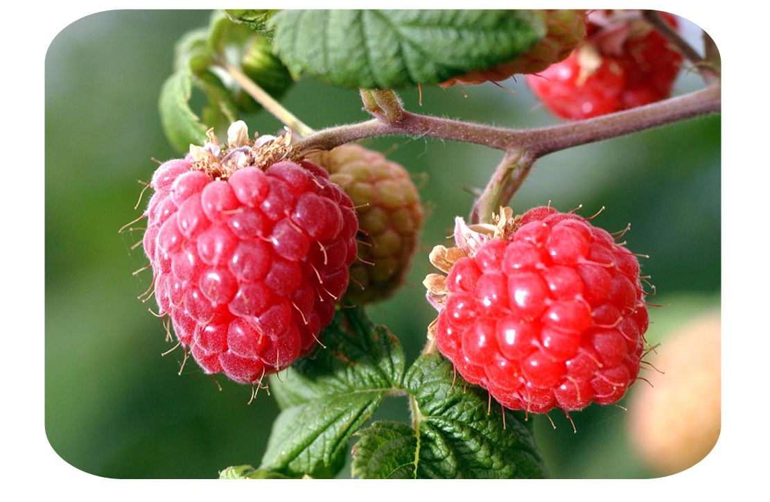 Red Raspberry