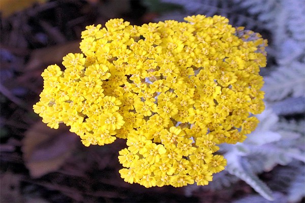 golden yarrow