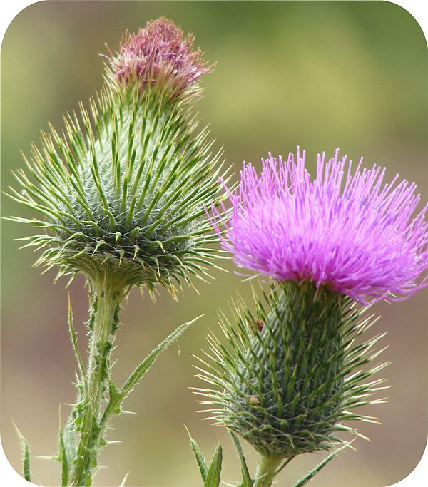 Thistle Thistle