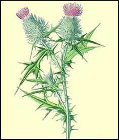 Thistle Healing thistle