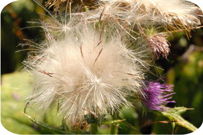 Thistle Seed thistle_seed