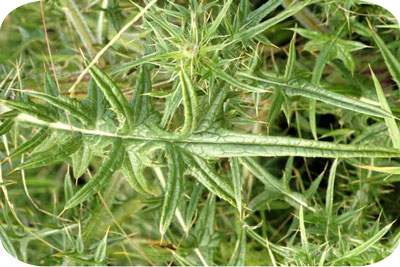 Thistle Leaf thistle_leaves