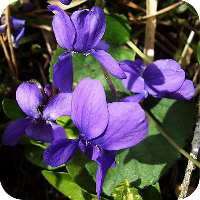 Sweet Violet Sweet Violet