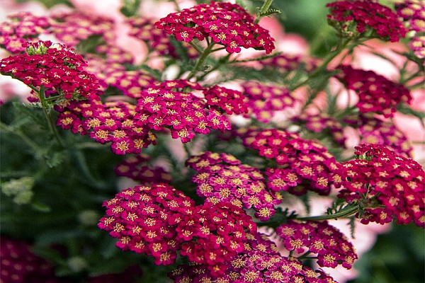 yarrow red velvet monorovia