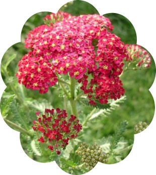 yarrow achillea millefolium