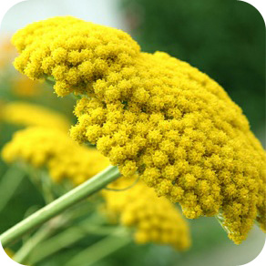 yarrow yellow