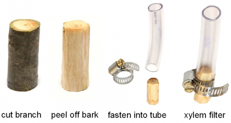 Researchers design a simple filter by peeling the bark off a small section of white pine, then inserting and securing it within plastic tubing. Image courtesy of the researchers tree-branch-filter