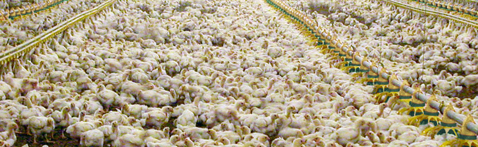 chicken_farm