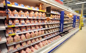 chicken_on_shelves