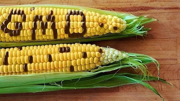 gmo_corn