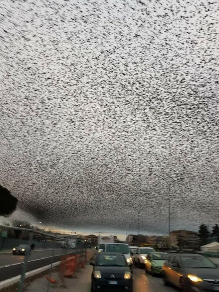 Tens of Thousands of Birds Flock To Rome! thousands of starlings flood the sky over rome in this viral reddit image