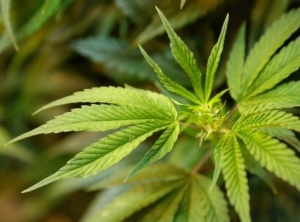 Health Canada Set To Launch Billion-Dollar Medical Marijuana Free Market
