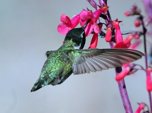 Vivid Hummingbird Close-Ups Reveal Their Incredible Beauty