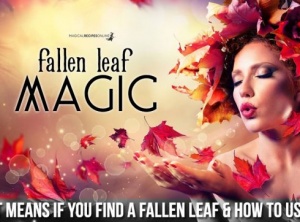 Fallen Leaf Magic – Each One Has Power