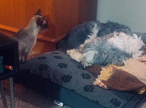 Strange Bedfellows