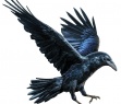 Birth Totem - Raven or Crow