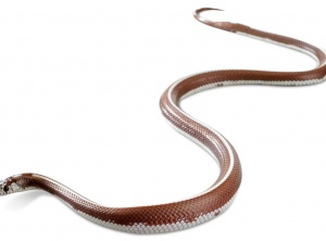 Birth Totem - Snake