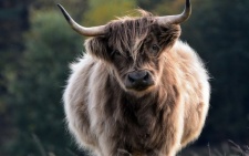18th January 2022 - 17th July 2023: North Node in Taurus