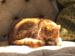 Feline Self-Care Wisdom