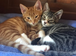 The Catnip Caper