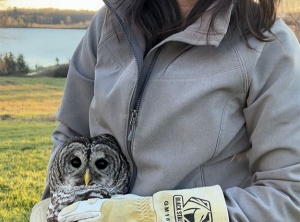 Through The Eyes Of An Owl