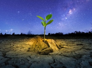 Mud or Stars?