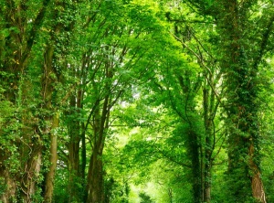 The Healing Power Of Nature