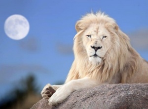 2021 Lions Gate : The Emergence of the New Earth Human