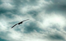 Channeled Message: It’s Time to Fly