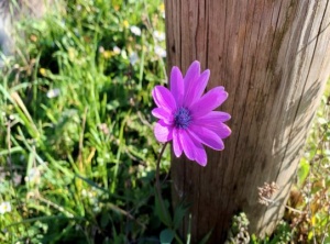 5 Beautiful Ways to Cultivate Gratitude and Foster Genuine Joy