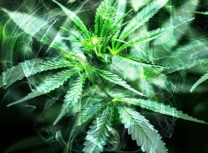 Keeping Cannabis Sacred