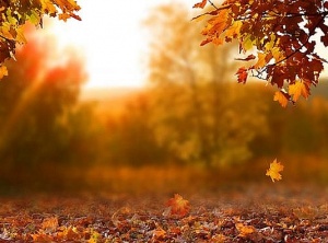 5 Affirmations for Embracing Fall