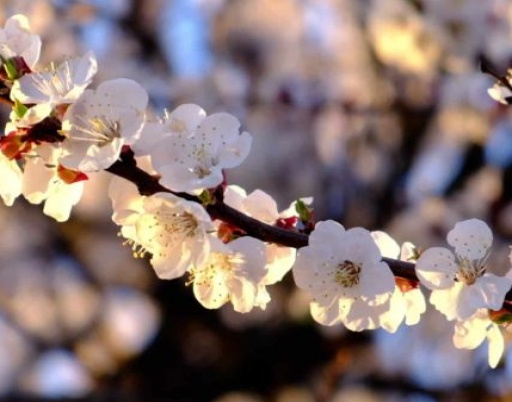 April Ascension Energies - Being in Oneness